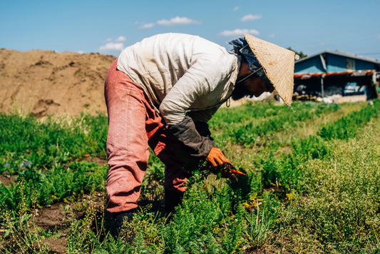 How Growing Organic Cotton helps mitigate Climate Change